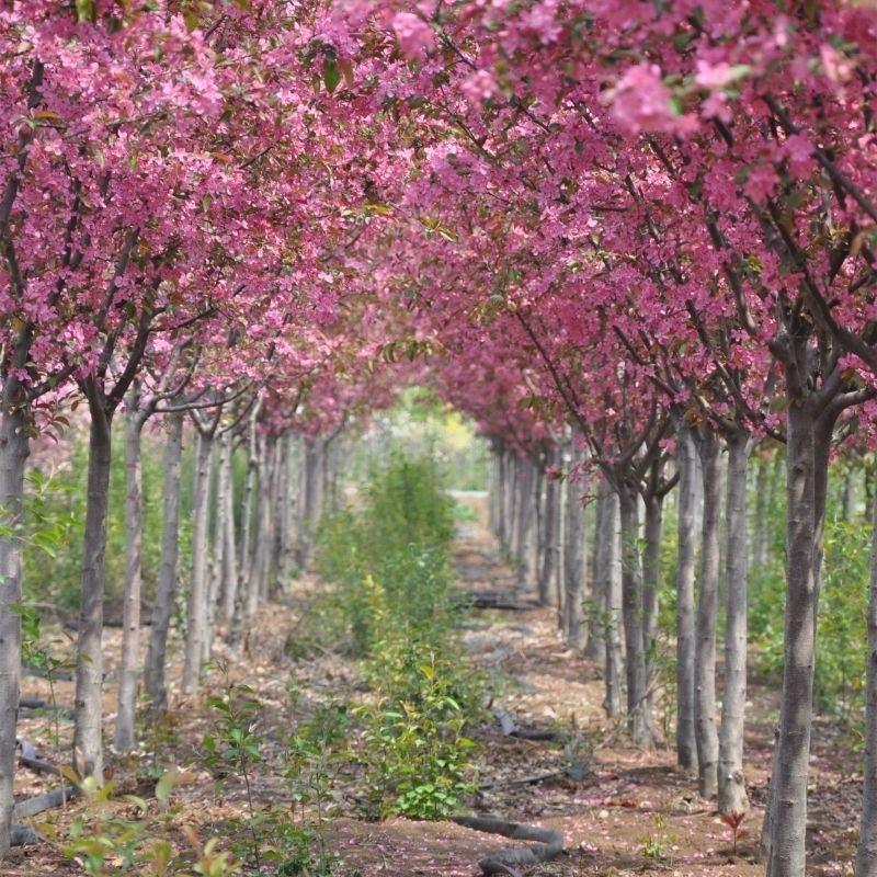 八棱海棠种子优质精选海棠种子果树种子嫁接各种苹果树主要砧