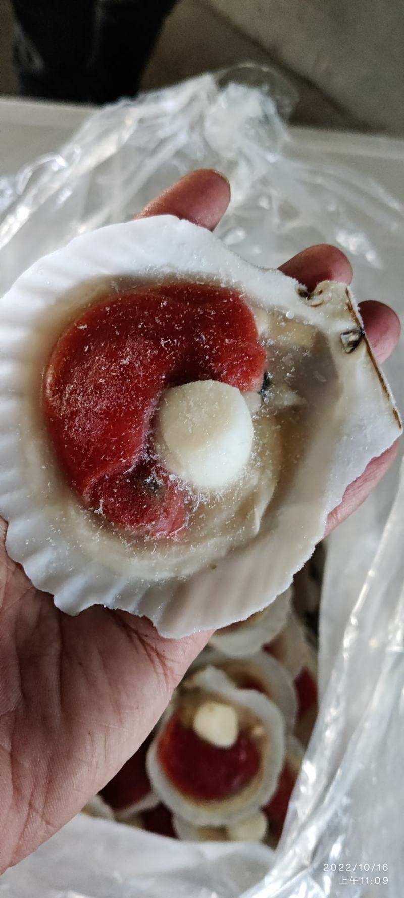 江苏连云港扇贝。大卵组合贝组合扇贝酒店可用烧烤可用