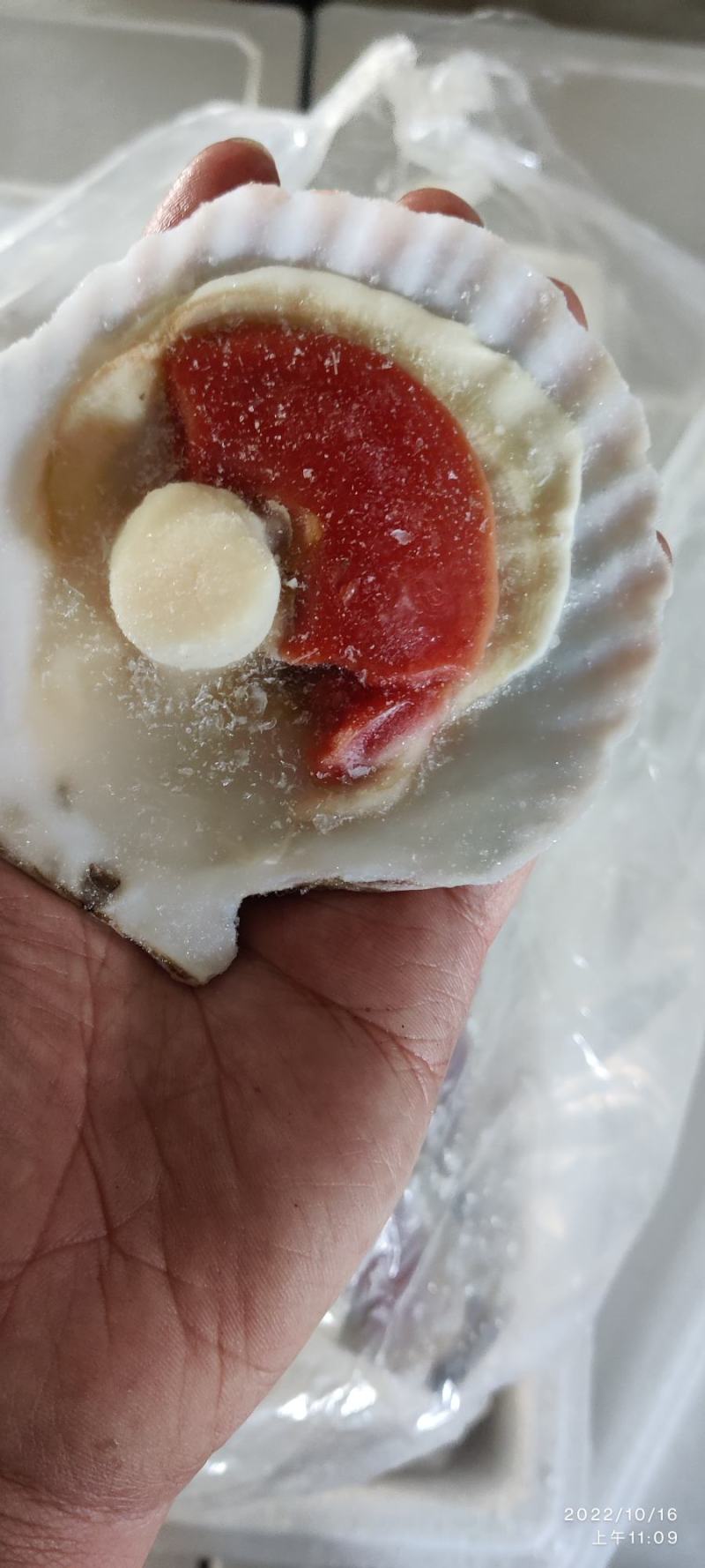 江苏连云港扇贝。大卵组合贝组合扇贝酒店可用烧烤可用