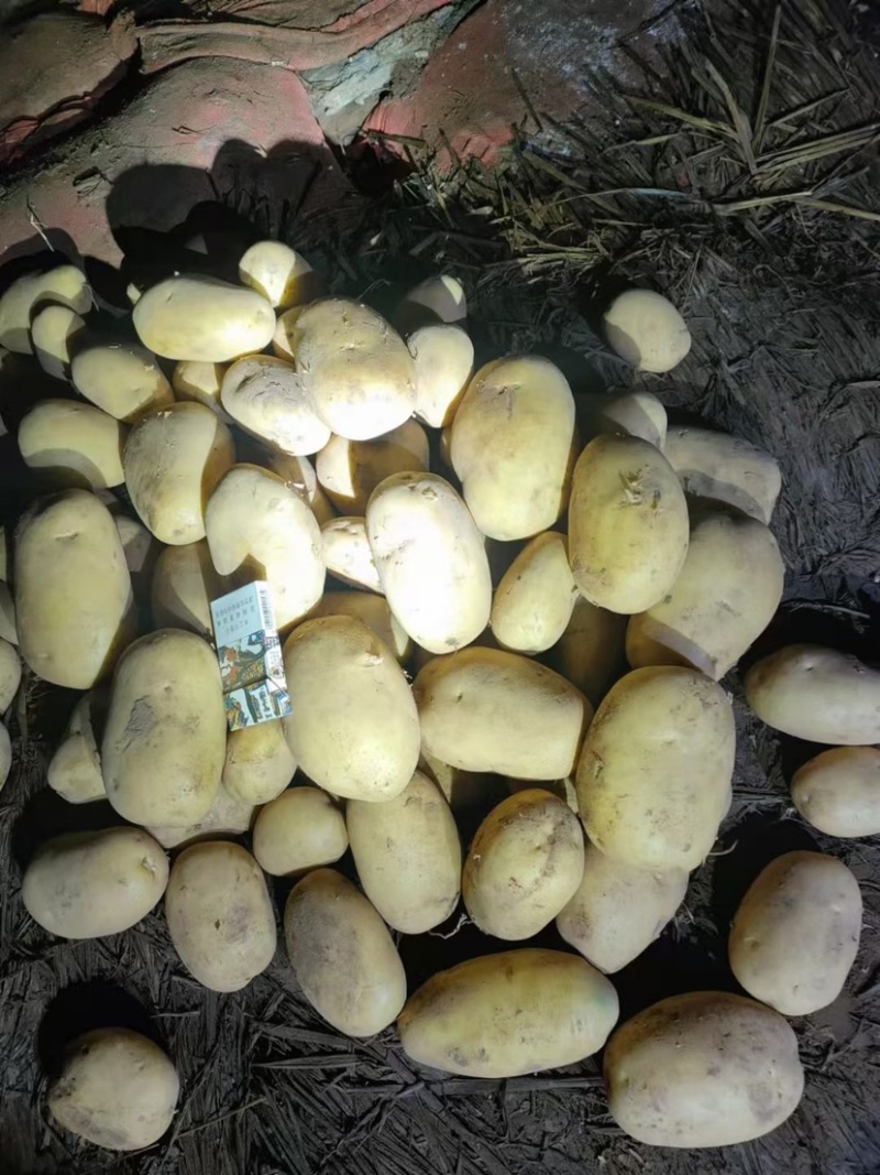 希森6号土豆内蒙土豆沙地种植货源稳定