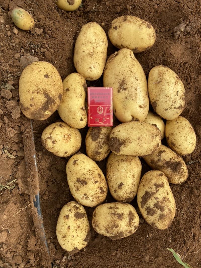 希森6号土豆内蒙土豆沙地种植货源稳定