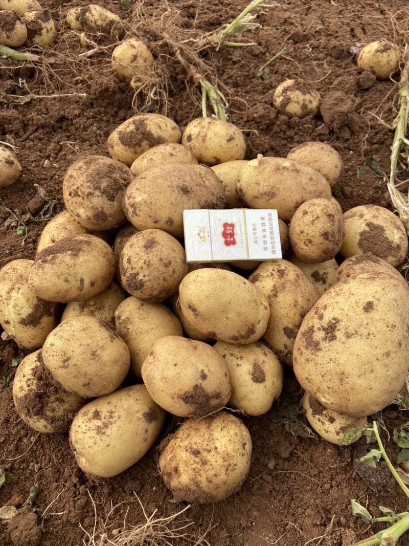 希森6号土豆内蒙土豆沙地种植货源稳定
