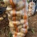 希森6号土豆内蒙土豆沙地种植货源稳定
