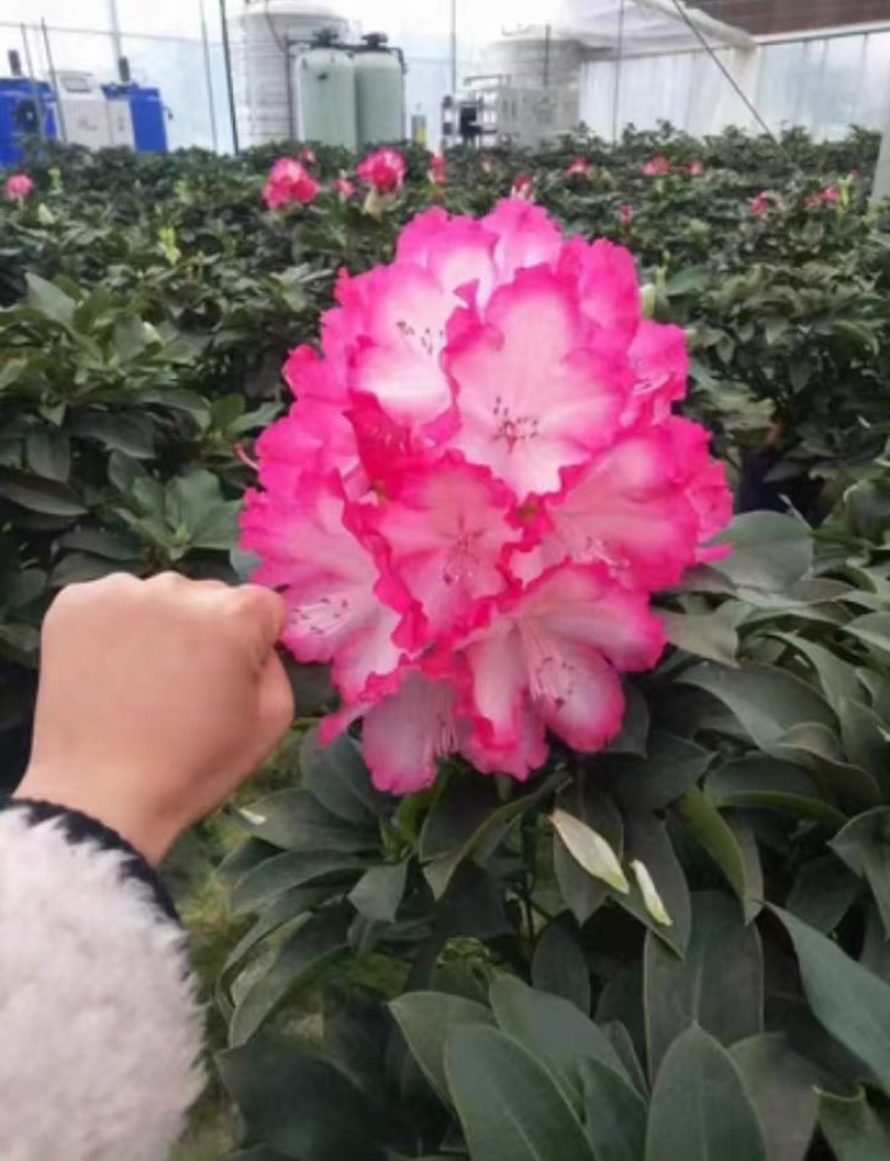 安库杜鹃（四季杜鹃）苗圃自产自销