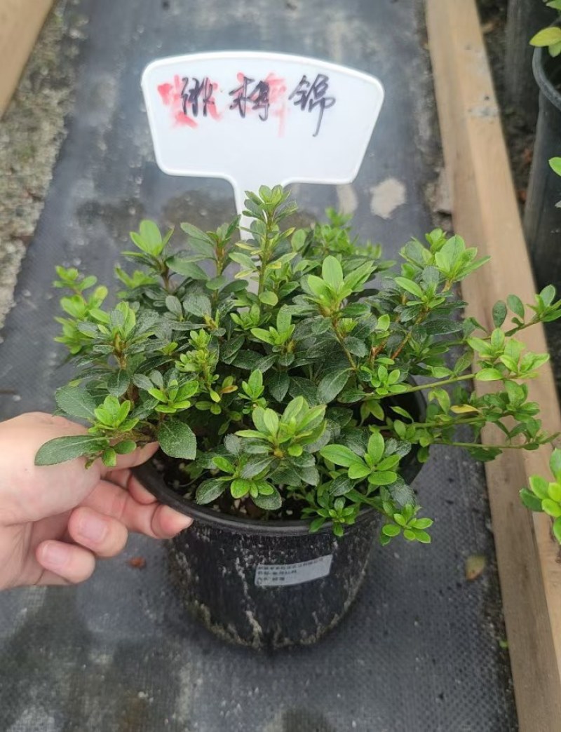 安库杜鹃（四季杜鹃）苗圃自产自销