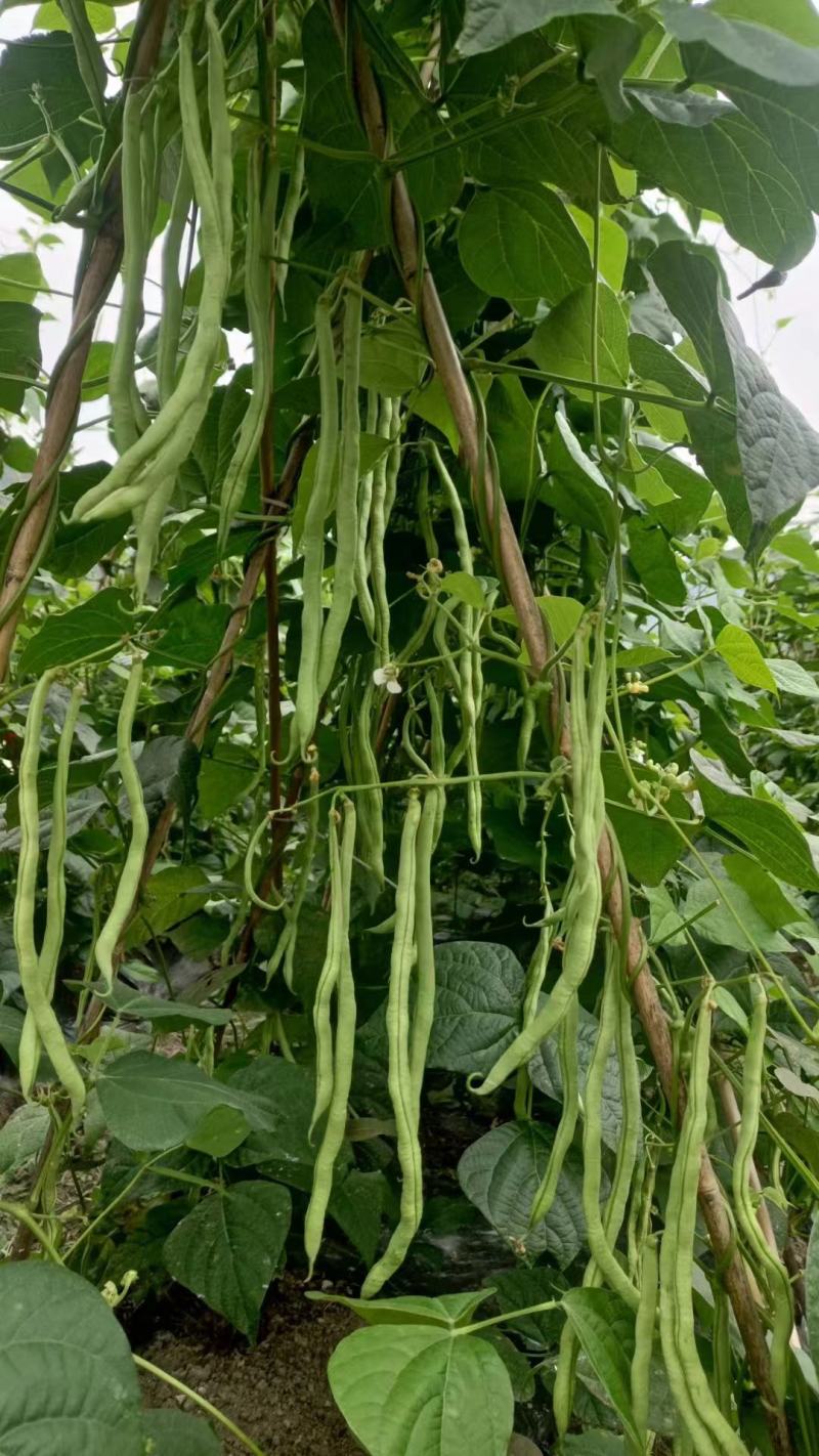 无筋豆基地一手货源大量优超市电商市场.全国发货