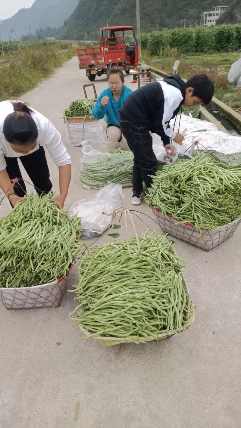无筋豆基地一手货源大量优超市电商市场.全国发货
