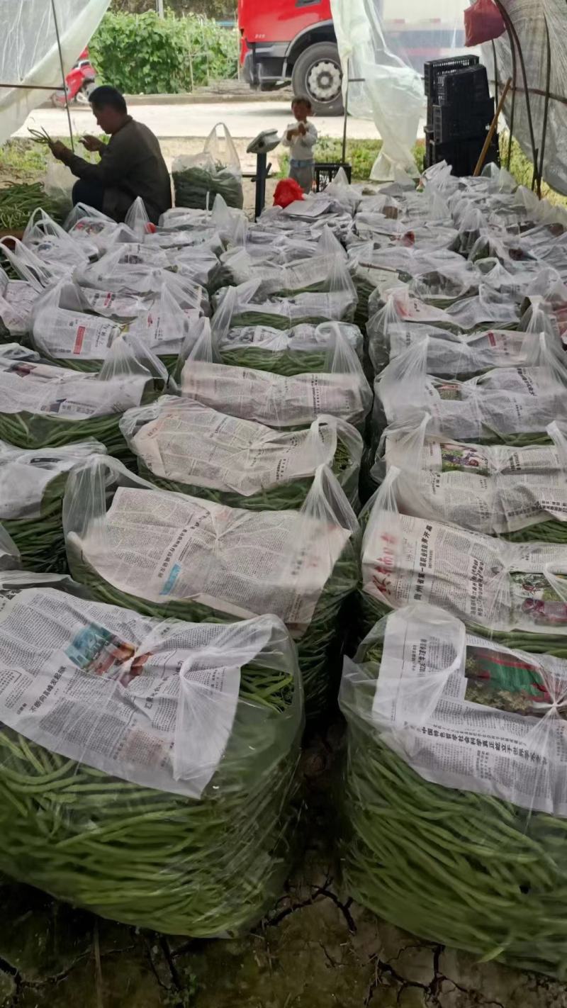 无筋豆基地一手货源大量优超市电商市场.全国发货