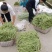 无筋豆基地一手货源大量优超市电商市场.全国发货