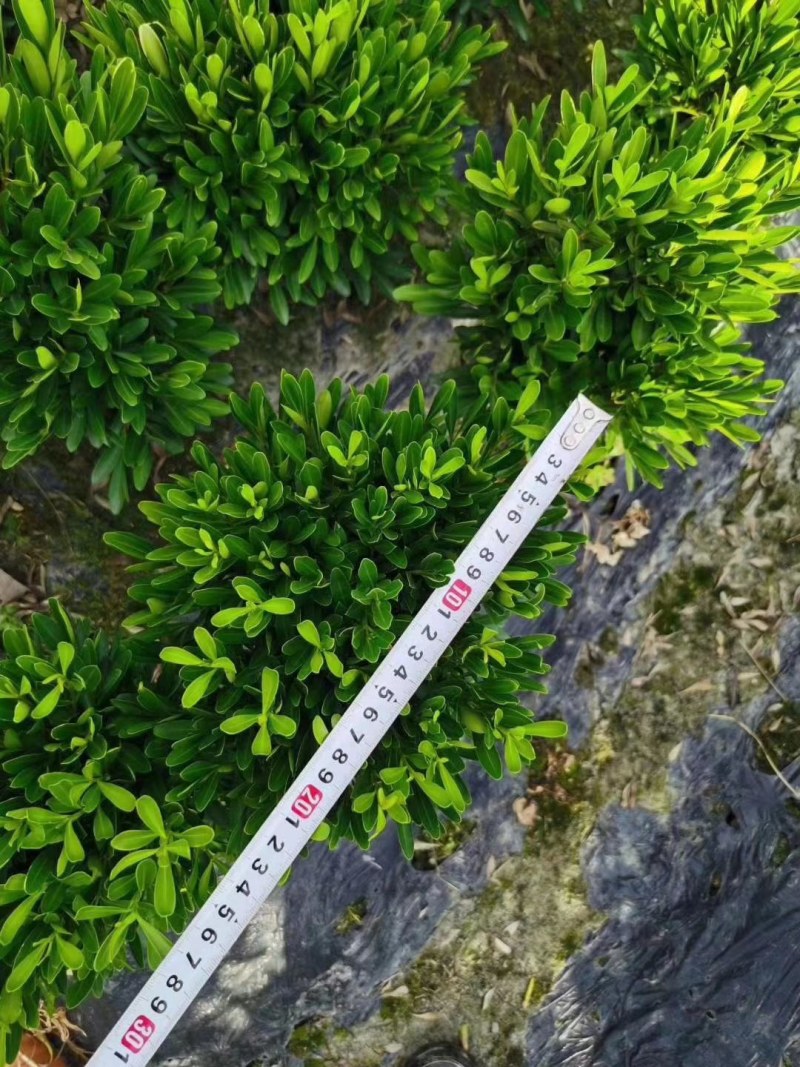 瓜子黄杨地苗，小叶黄杨雀舌黄杨苗地笼子