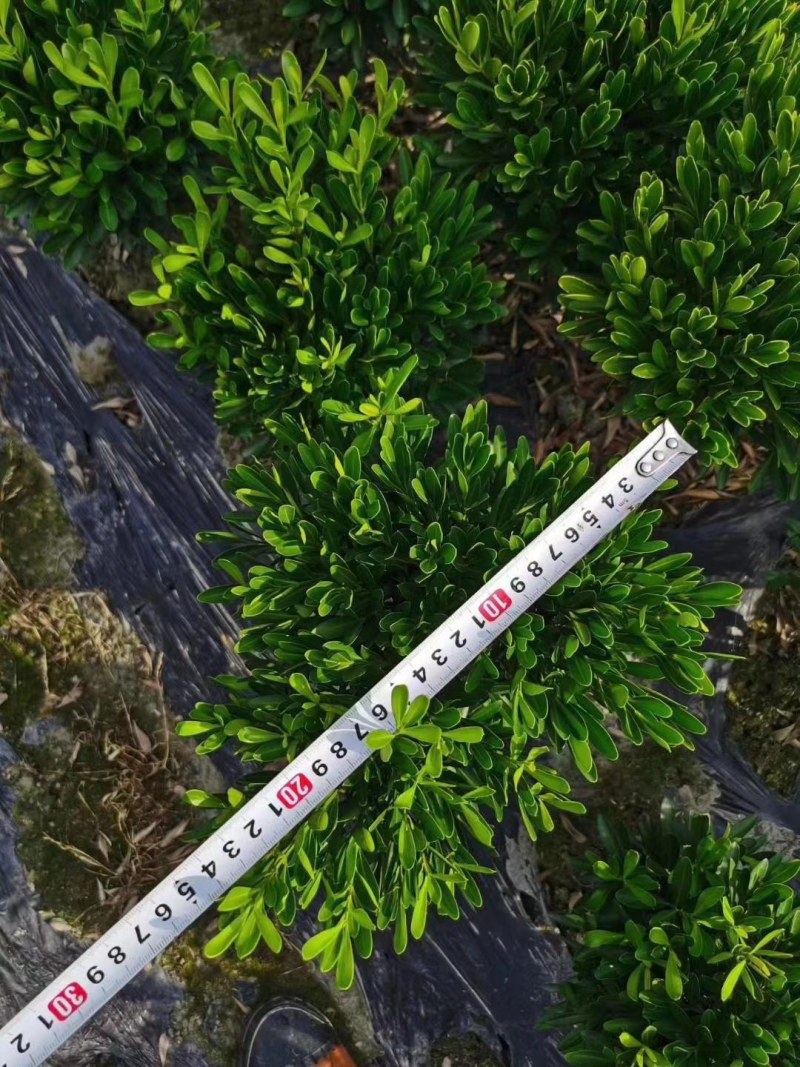 瓜子黄杨地苗，小叶黄杨雀舌黄杨苗地笼子