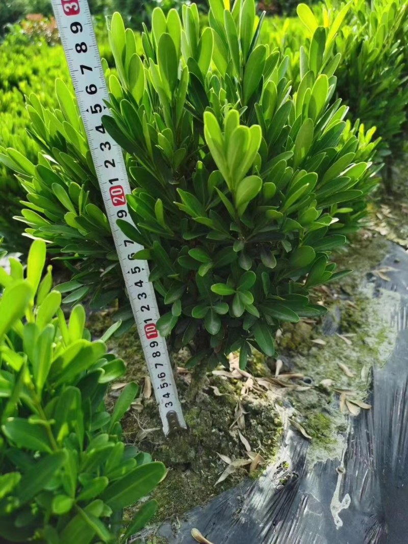 瓜子黄杨地苗，小叶黄杨雀舌黄杨苗地笼子