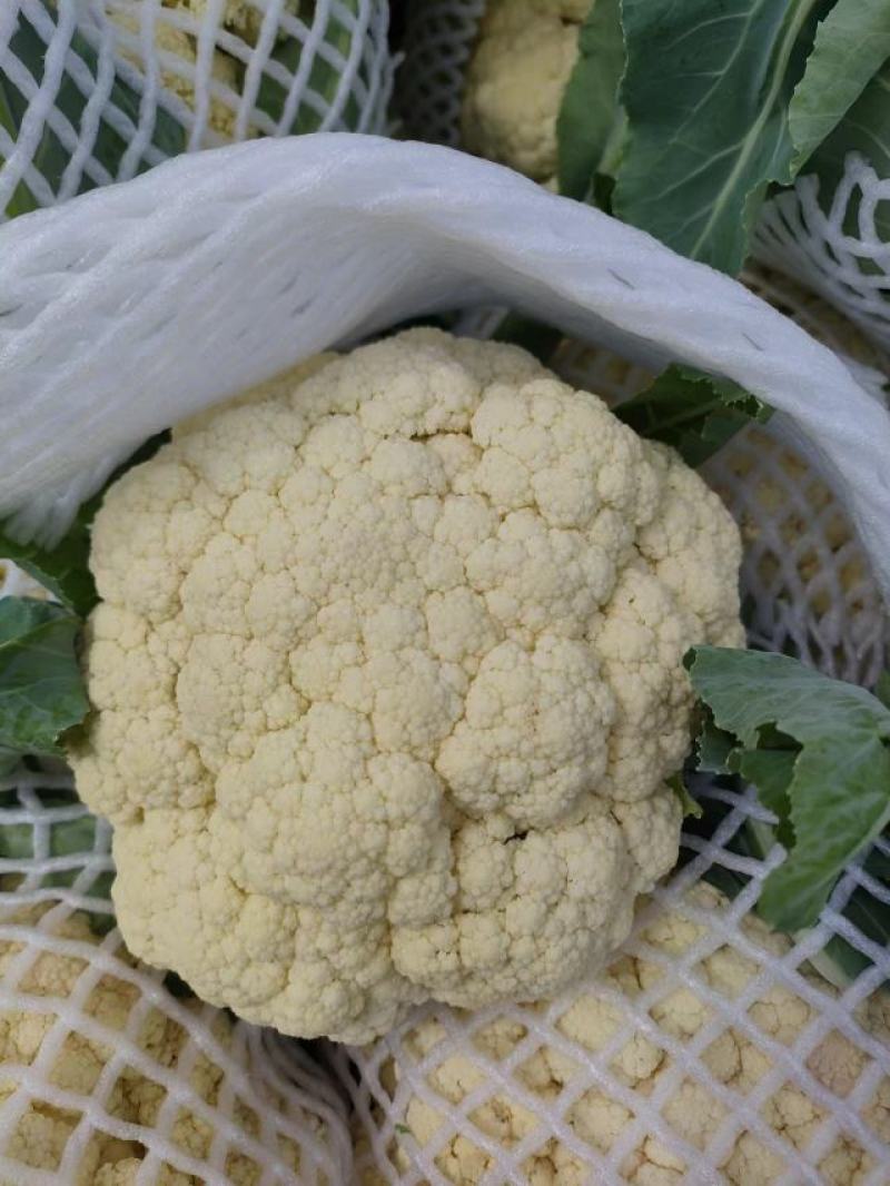 有机花大量上市中可供超市，电商，市场，社区团购等…