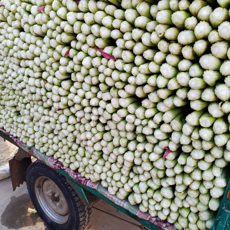 芹菜西芹河北芹菜发往全国价格便宜质量保证