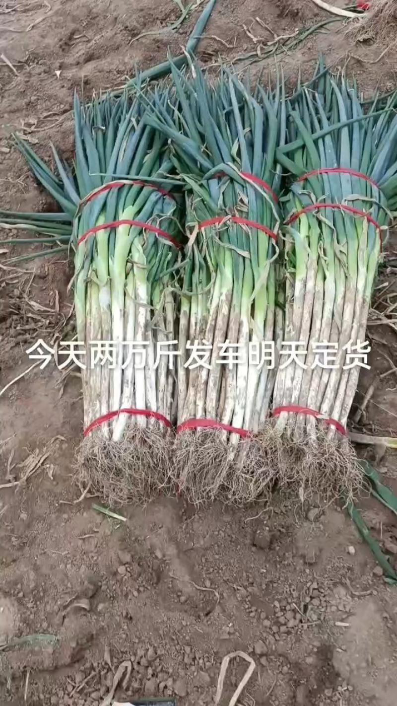 小叶五指