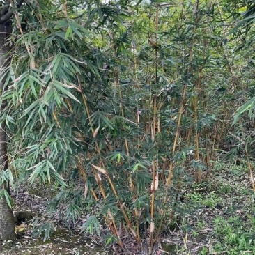 琴丝竹成都琴丝竹成都琴丝竹基地，高3米左右琴丝竹