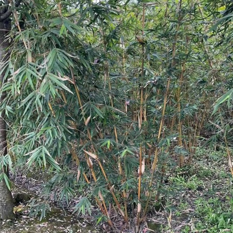琴丝竹成都琴丝竹成都琴丝竹基地，高3米左右琴丝竹