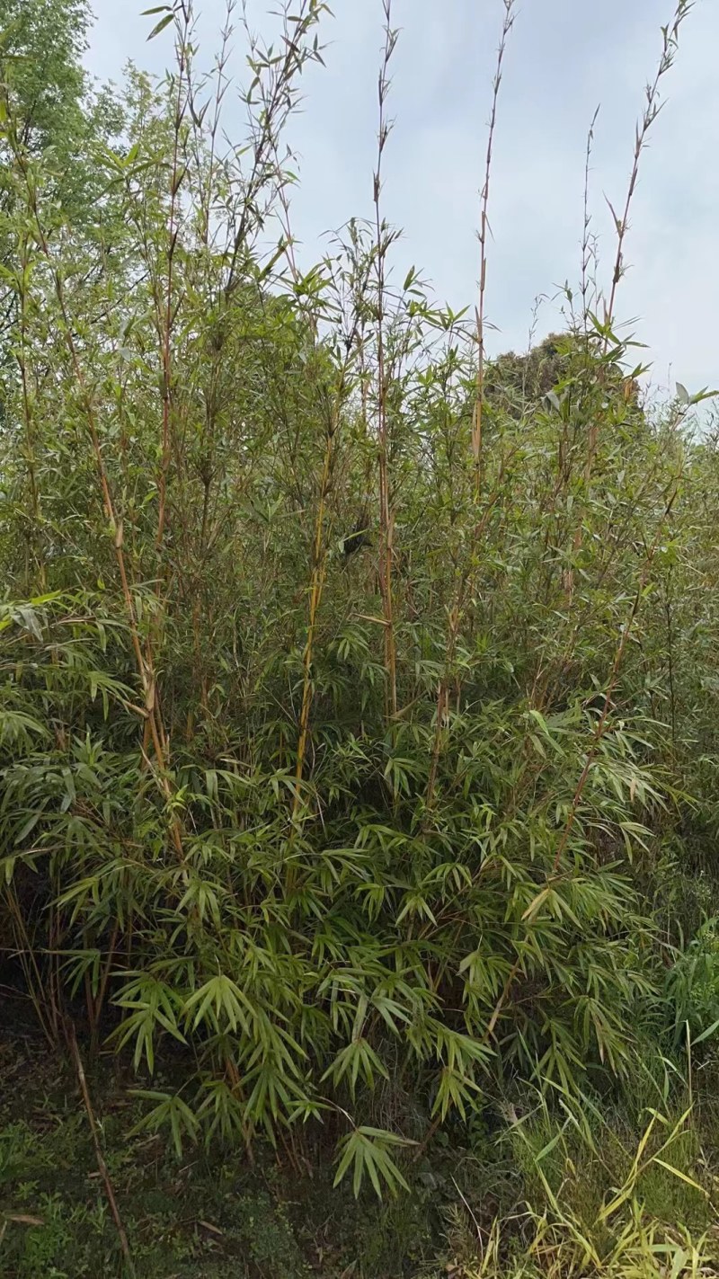 琴丝竹成都琴丝竹成都琴丝竹基地，高3米左右琴丝竹