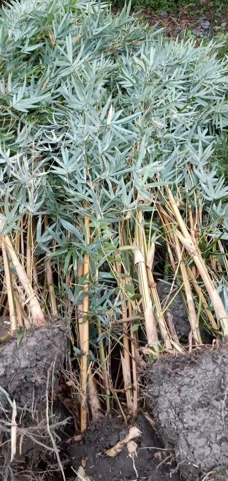 琴丝竹成都琴丝竹成都琴丝竹基地，高3米左右琴丝竹