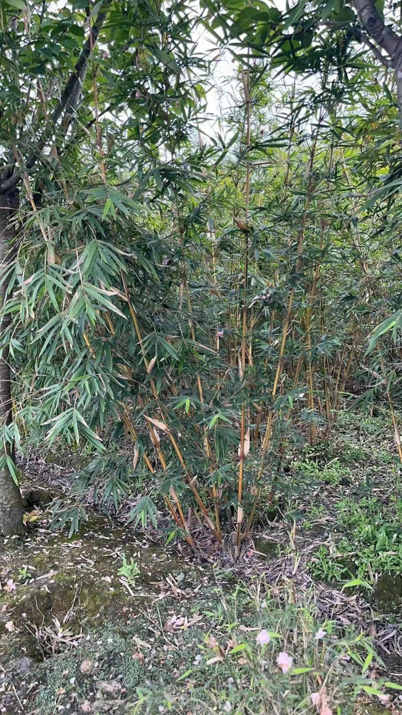 琴丝竹成都琴丝竹成都琴丝竹基地，高3米左右琴丝竹