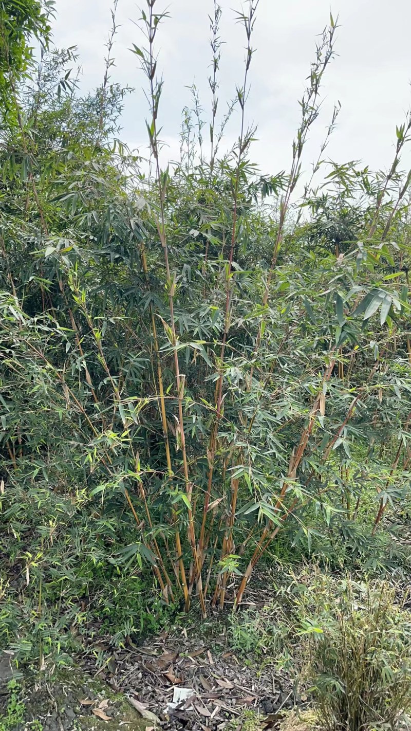 琴丝竹成都琴丝竹成都琴丝竹基地，高3米左右琴丝竹