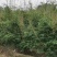 琴丝竹成都琴丝竹成都琴丝竹基地，高3米左右琴丝竹