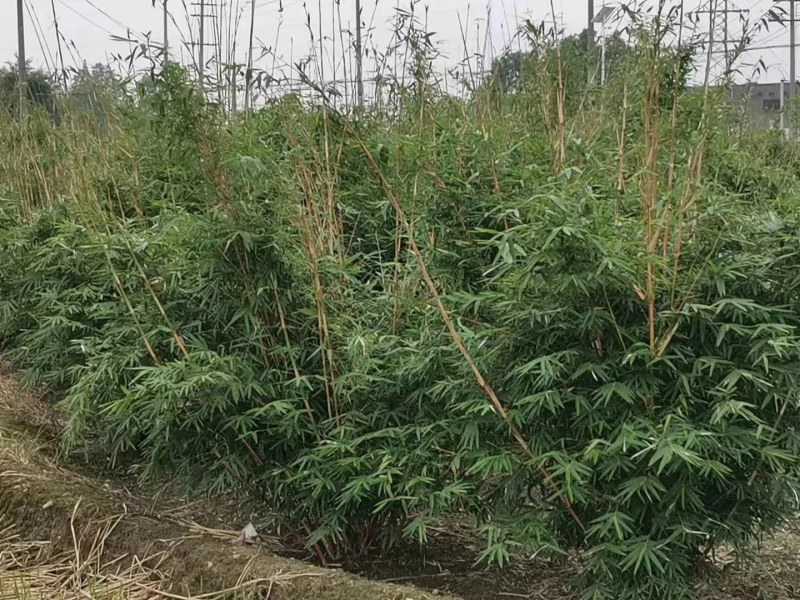 琴丝竹成都琴丝竹成都琴丝竹基地，高3米左右琴丝竹
