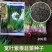 宽叶紫根韭菜种子200克抗病高产农户种植户农家庭院蔬菜
