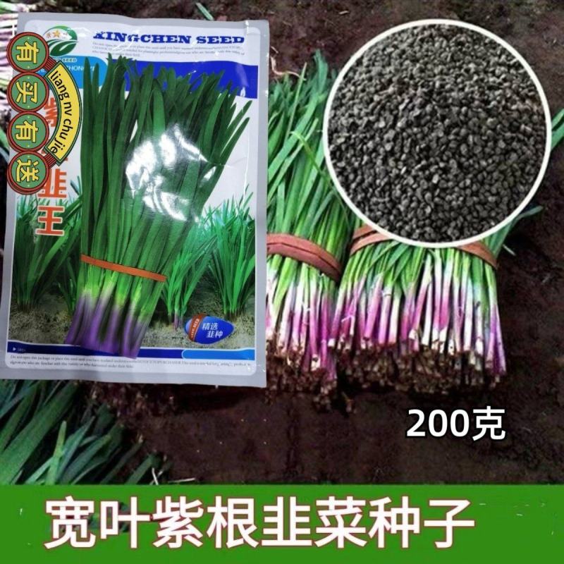 宽叶紫根韭菜种子200克抗病高产农户种植户农家庭院蔬菜