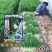雪韭10号宽叶白根韭菜种子200克农户种植户农家庭院