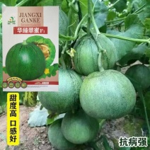 华臻翠蜜绿宝甜瓜种子瓜农农户种植户大面积用种