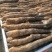 精品广西黑鬼淮山药大量上市产地直供一手货源欢迎来电