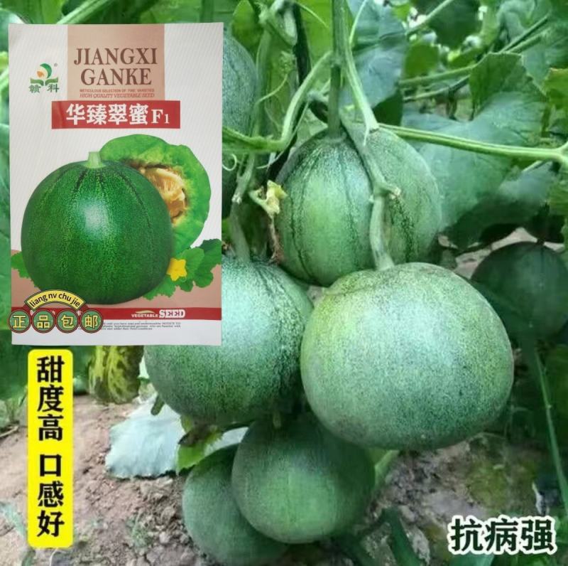 华臻翠蜜绿宝甜瓜种子瓜农农户种植户大面积用种