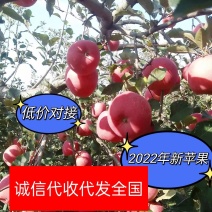 红富士苹果！每天更新价格行情！口感脆甜，果园现摘现发！