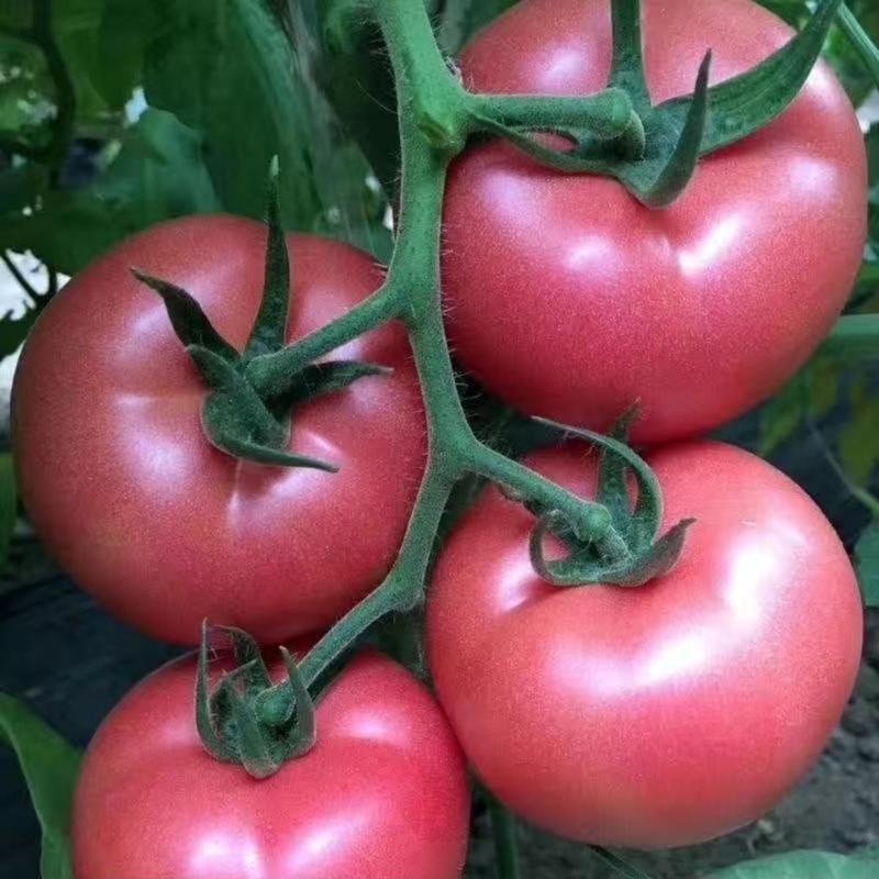 粉罐802西红柿种子番茄种子农家庭院阳台种植蔬菜种子