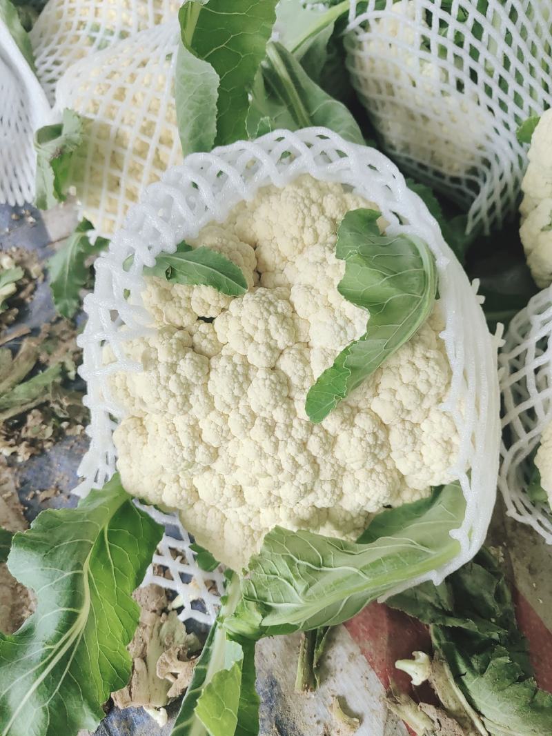 安徽宿州砀山有机花白面青梗散花菜花砀山有机花菜