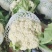 安徽宿州砀山有机花白面青梗散花菜花砀山有机花菜