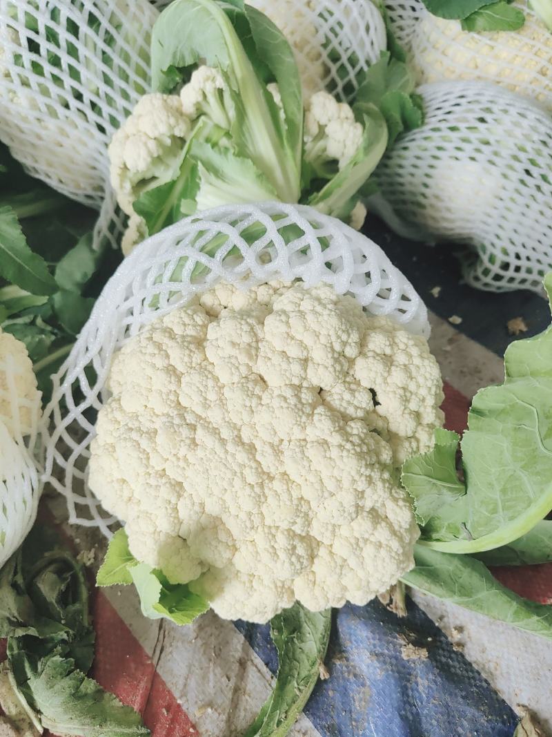 安徽宿州砀山有机花白面青梗散花菜花砀山有机花菜