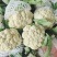 安徽宿州砀山有机花白面青梗散花菜花砀山有机花菜