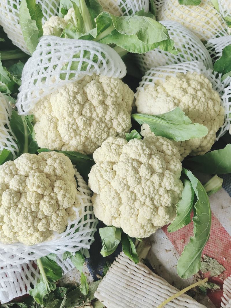 安徽宿州砀山有机花白面青梗散花菜花砀山有机花菜