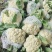 安徽宿州砀山有机花白面青梗散花菜花砀山有机花菜