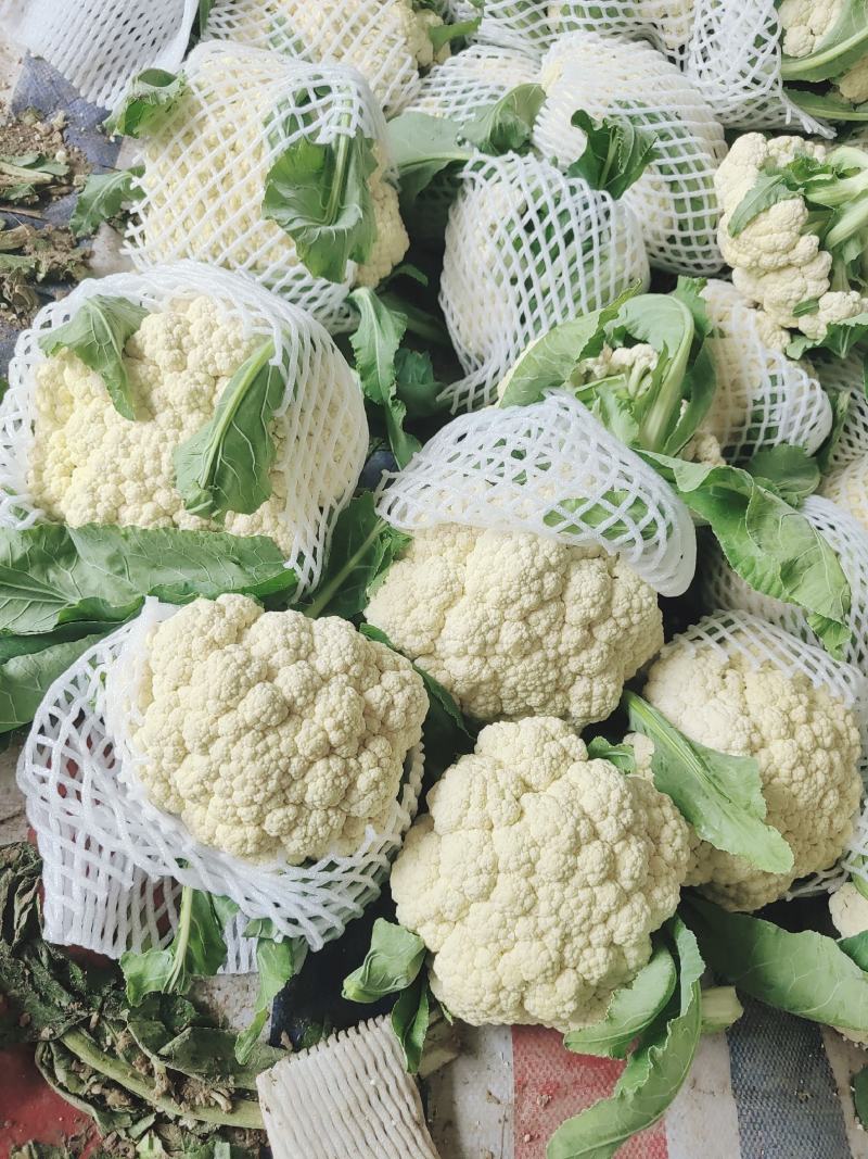 安徽宿州砀山有机花白面青梗散花菜花砀山有机花菜