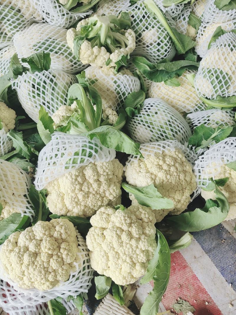安徽宿州砀山有机花白面青梗散花菜花砀山有机花菜
