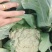 安徽宿州砀山有机花白面青梗散花菜花砀山有机花菜