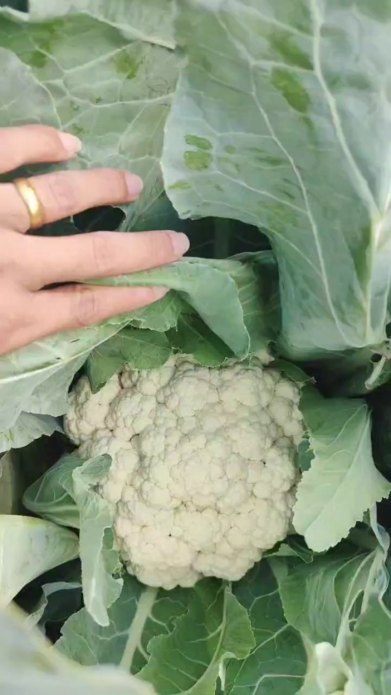安徽宿州砀山有机花白面青梗散花菜花砀山有机花菜