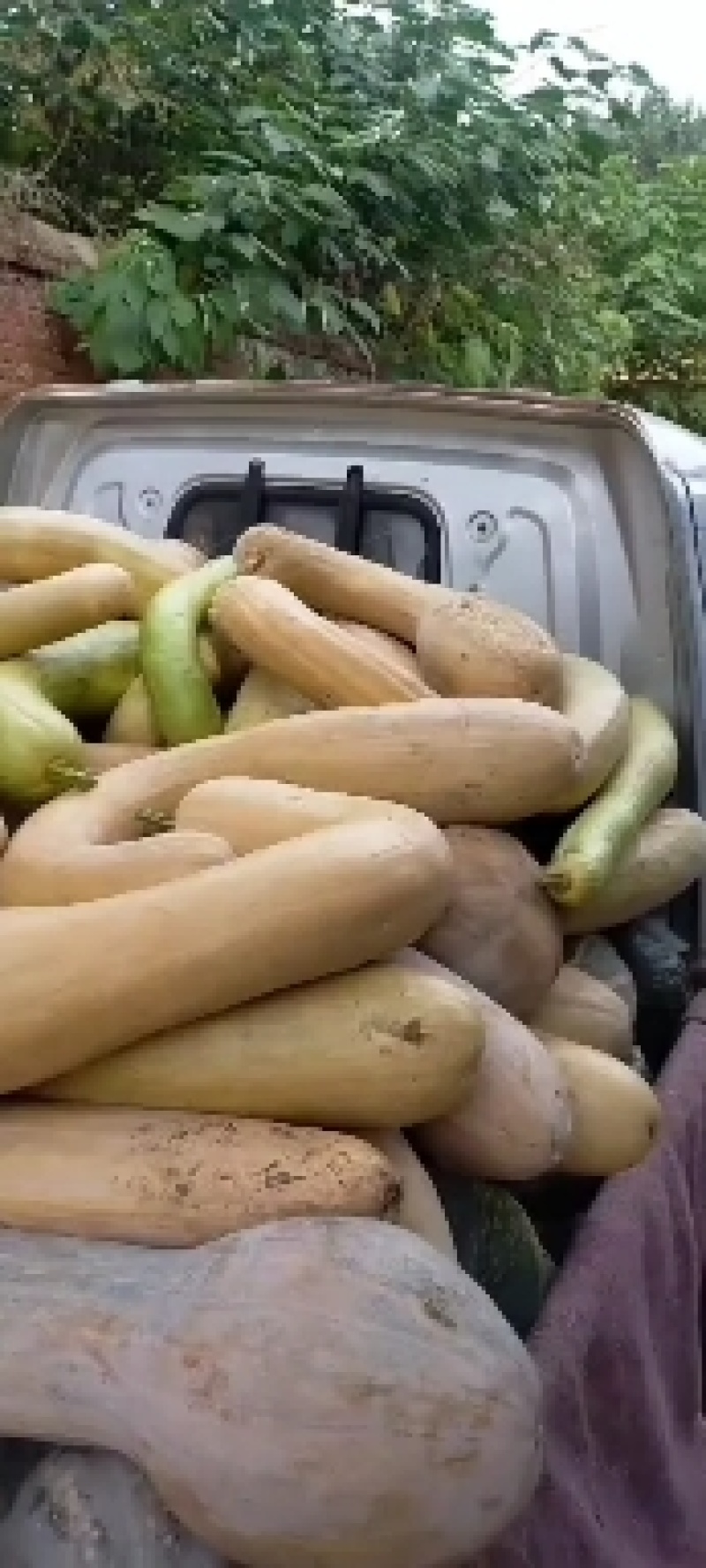 大吊瓜