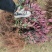 紫叶矮樱小苗