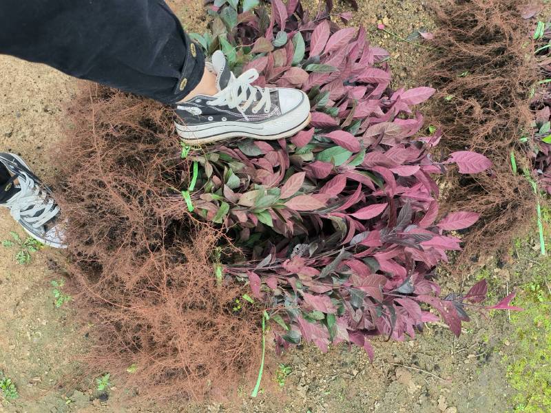 紫叶矮樱小苗