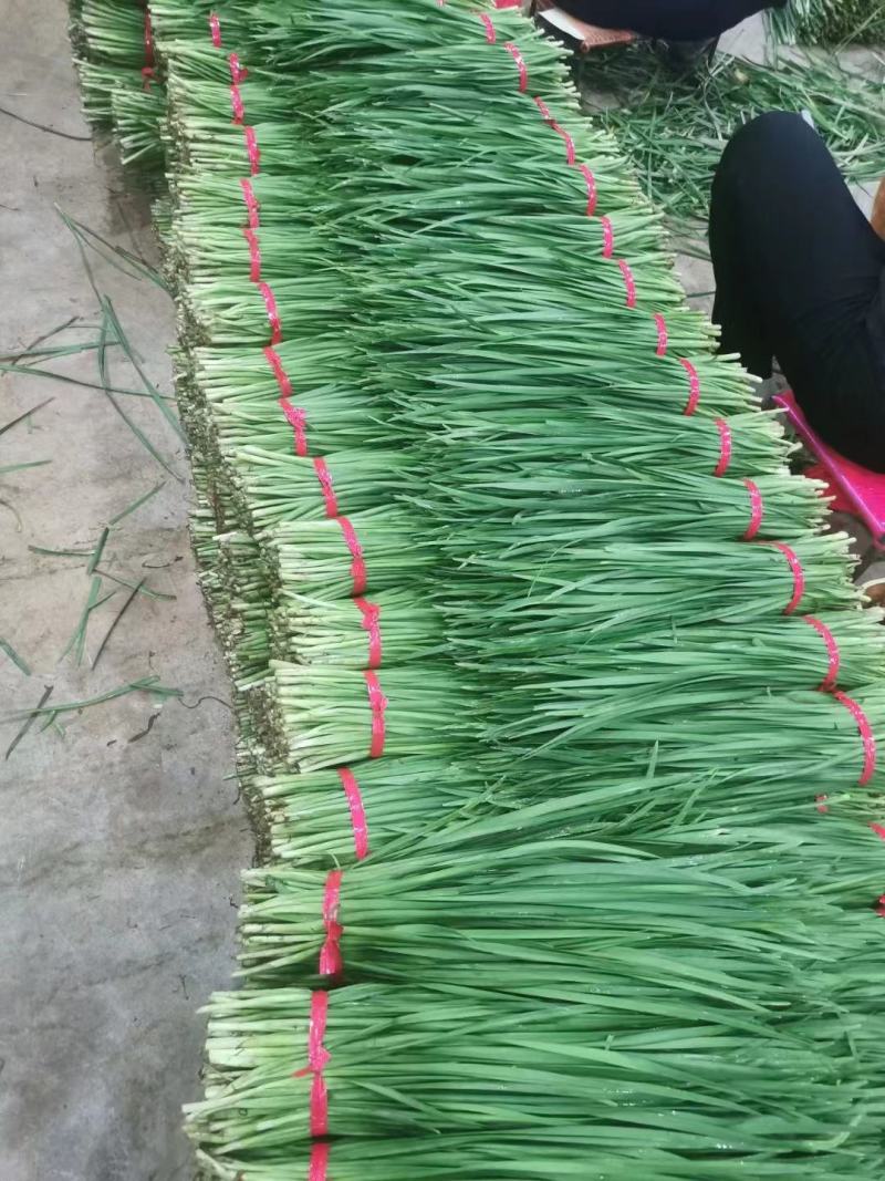广东省徐闻县沙土韭菜，常年大量供应，欢迎各位老板订购