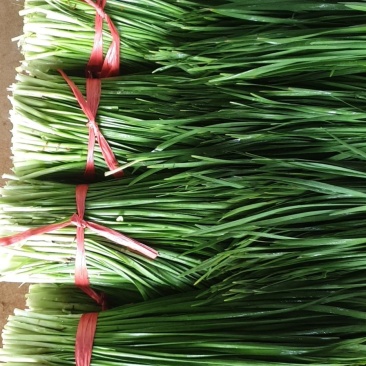 【精品】广东徐闻沙土韭菜，常年大量供应，欢迎实地考察